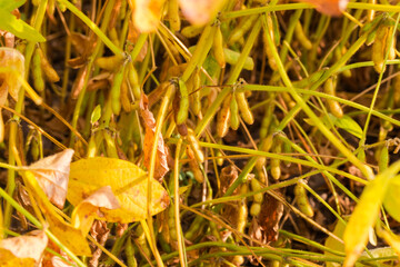 View from the bottom of ripening soybean stems on field