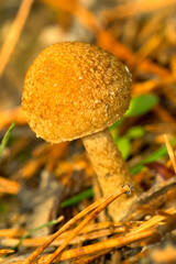 Wild Mushroom, Sierra de Guadarrama National Park, Segovia, Castile and Leon, Spain, Europe.