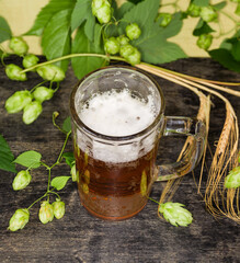 Glass mug of lager beer against hop branches, barley ears