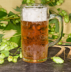 Glass mug of lager beer against hop branches, close-up
