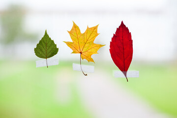 Collection of Colorful leaves on window glass with rain drops in the autumn rainy day, season is...