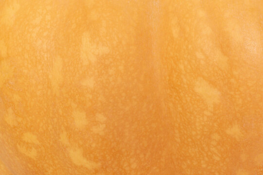close up of orange pumpkin peel