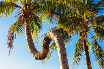 Obraz premium crooked palm tree against blue sky