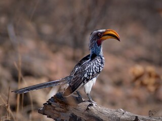 yellow billed hornbill © Mohsin