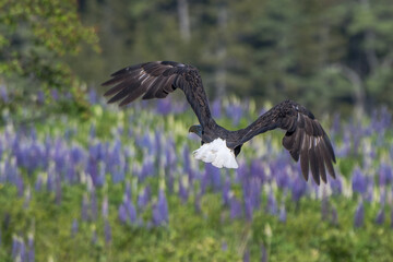 Soaring bald eagle