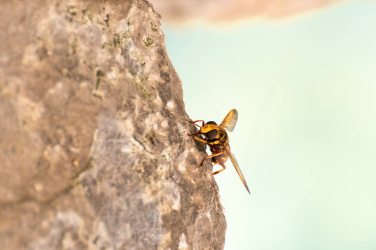 La avispa asi&aacute;tica, especie invasora