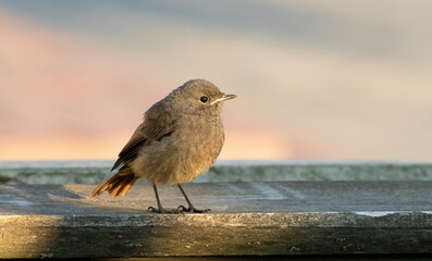 Black redstart, Phoenicurus ochruros. A young bird sits on a board in the warm rays of the morning sun
