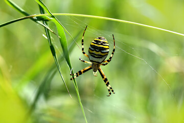 Horizontal photo zoom spider stripes yellow and black Argiope. Macro insect family Araneidae biodiversity
