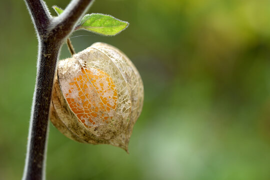 Physalis, cockroach of the peru exotic fruit on branch in the garden. Horizontal photo orange round fruit macro with light