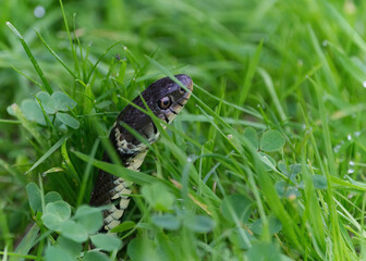 grass snake peering out through grass