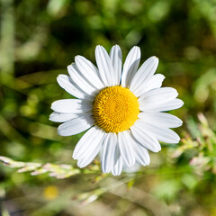 Obraz premium daisy flower grows at the wild flower meadow