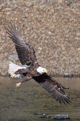 Soaring bald eagle