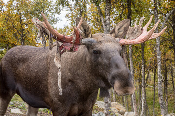 Moose or Elk - Alces alces - shedding velvet from its antlers