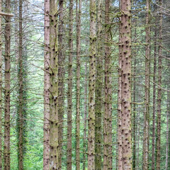 background of forest with small fir trees