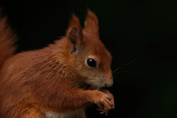 Naklejka na ściany i meble red squirrel sitting on ground