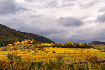 Autumn in the vineyards 