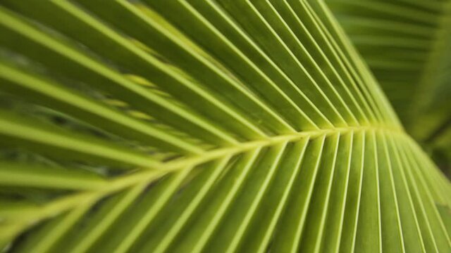 Green vibrant coconut palm tree in macro close up slider view
