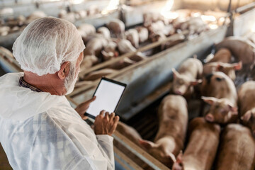 Rear view of a senior veterinarian checking on pigs in a barn. A man holding tablet and entering...