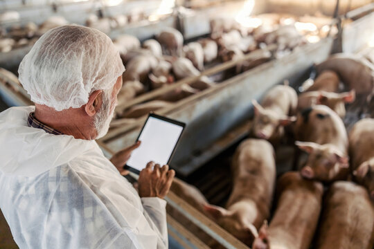 Rear view of a senior veterinarian checking on pigs in a barn. A man holding tablet and entering data. Digitization in the farming industry.