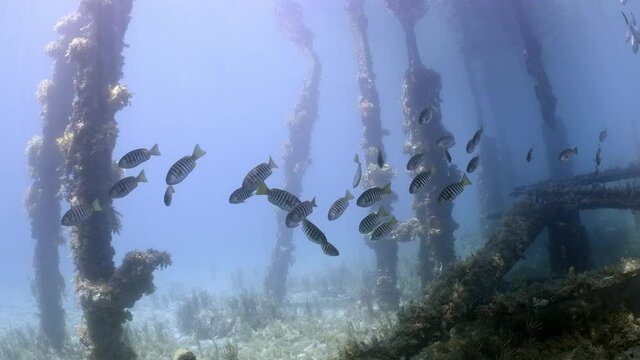 Zebrafish School at Rapid Bay 001
