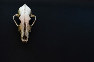 Old dog skull on a black paper background. Mockup, place for text, copy space