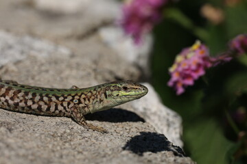 Naklejka premium Green lizard sits on rocks and bask in the sun