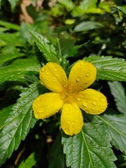yellow flower with dew drops