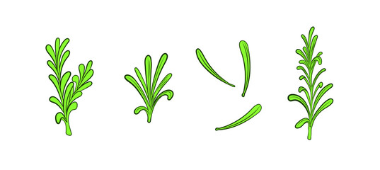 Vector rosemary plant illustration, leaves isolated on white background, green colored icons set, spices drawing.