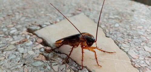 cockroach on the wall