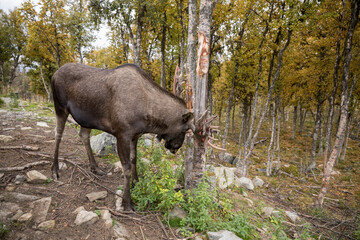 Moose or Elk - Alces alces - rubbing its antlers against a tree