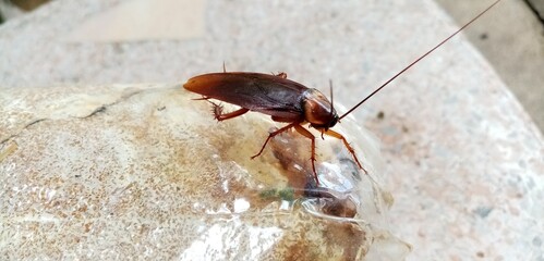 Cockroaches on the ground