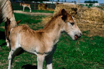 Naklejka na ściany i meble Horse mare and her very small foal on a farm