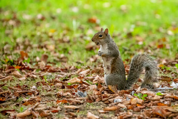 Grey Squirrel (Sciurus carolinensis) in woodland scene