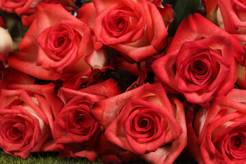 Pink Rose Closeup Outdoors at Wedding Event
