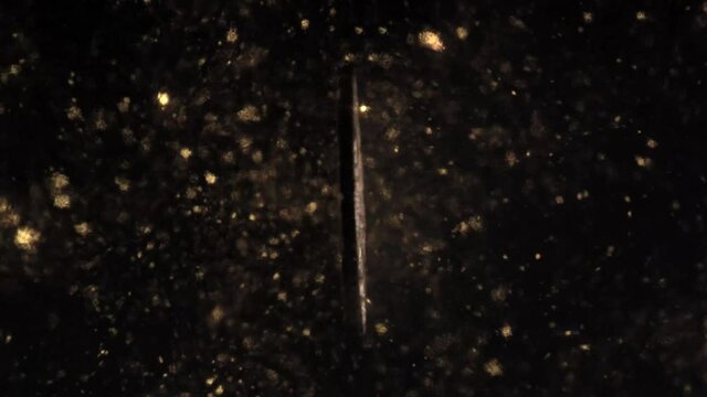 Video loop of 3D rotating Bitcoin model in black background with revolving golden particles rain. Cryptocurrency money, blockchain NFT tokens. Trending technology concept of wealth, fortune, riches.