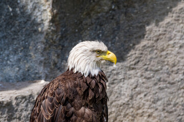 Bald Eagle (Haliaeetus leucocephalus) at Chowiet Island, Semidi Islands, Alaska, USA
