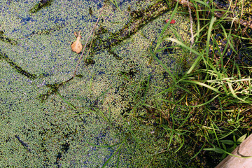 Overgrown water in the swamp. Green forest lake overgrown with duckweed.