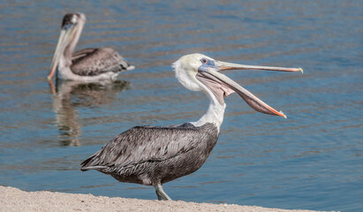 Brown Pelicans (Pelecanus occidentalis) in Malibu Lagoon, California, USA