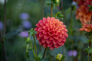  beautyful and colorful chrysanthemes
