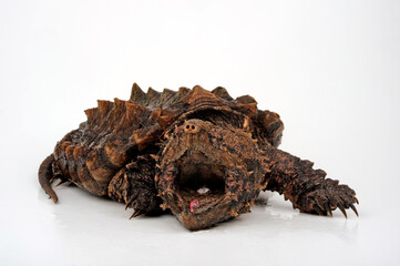 Geierschildkröte // Alligator snapping turtle (Macrochelys temminckii)
