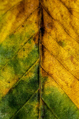 Macro of an autumn leaf