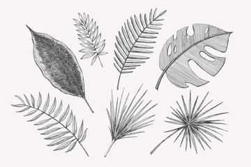 Large set of hand-drawn palm leaves of different shapes. Tropical plant on a light isolated background. Can be used for your design. Vintage botanical illustration. © KOSIM