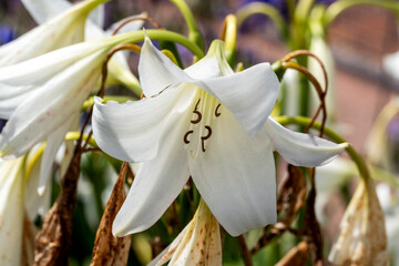 Crinum x Powellii alba a summer autumn fall flowering bulbous plant with a white trumpet like summertime flower commonly known as swamp lily, stock photo image