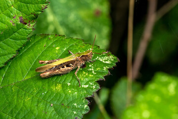 Common field grasshopper (Chorthippus brunneus) a common green brown insect species found in fields meadows hedges and gardens, stock photo image