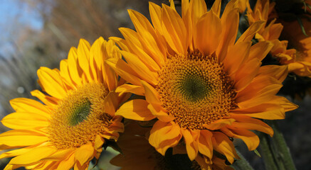 Yellow Sunflowers outdoors in Garden Close up