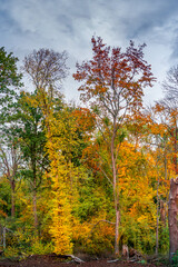 Hiking through dense woods as northern hemisphere jungle with many different plants in golden Autumn colors, panorama, with dramatic rainy sky.