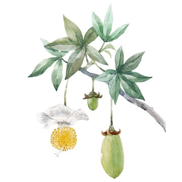 Beautiful tropical floral composition with hand drawn watercolor exotic jungle baobab flowers and fruits. Stock illustration. Clip art.