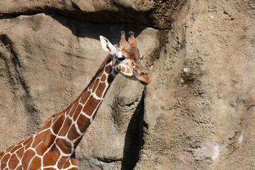 Giraffe under the sunlight at the zoo