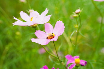 Close-up photo of autumn flower cosmos