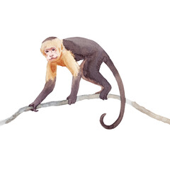 Beautiful animal composition with hand drawn watercolor jungle monkey on the branch. Stock illustration. Clip art. © zenina